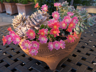 Lewisia et autres plantes grasses en pot