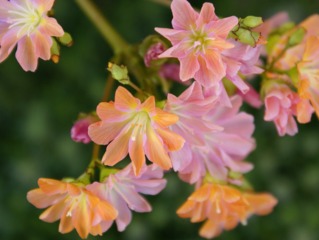Lewisia 'Sunset Strain'