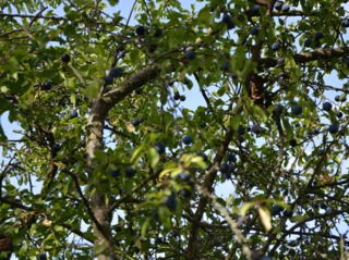 Prunellier : grosses branches