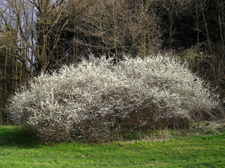 Prunellier au printemps
