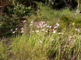 Rhodanthe chlorocephala rosea dans son milieu naturel