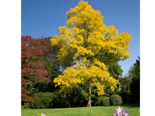 Robinia pseudoacacia 'Frisia' en septembre