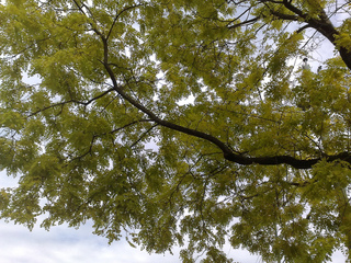 Robinia pseudacacia 'Frisia' en juin