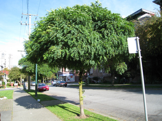Robinia pseudoacacia umbraculifera