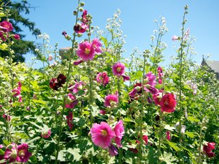 Roses trémières variée