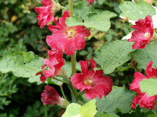 Roses trémières