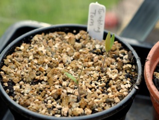 Semis de tomate avec paillage de vermiculite