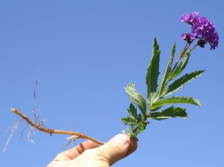 Verbena rigida, racine rhizomateuse