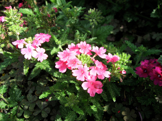 Verveine rugueuse