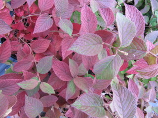 Viburnum plicatum 'Mariesii' en automne