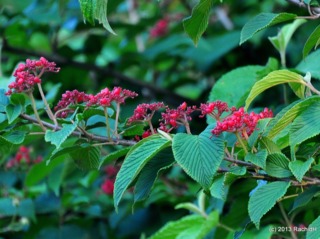Viburnum plicatum - baies