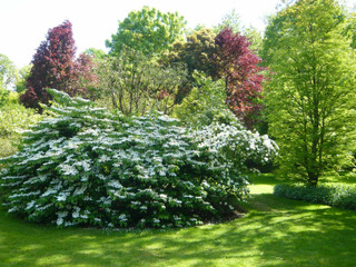 Viburnum plicatum - Viorne de Chine