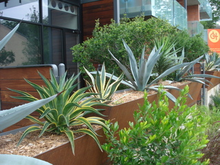 Bacs en acier Corten