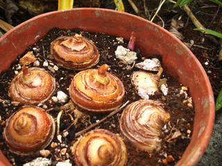 Ail rouge, Scadoxus multiflorus : bulbes