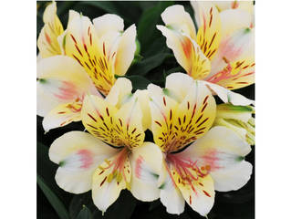 Alstroemère Summertime® blanc