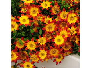 Bidens Beedance® Painted Red