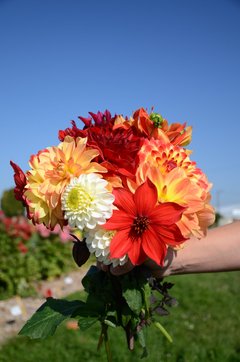 Bouquet de dahlias