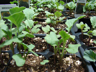 Semis de chou brocoli en godets