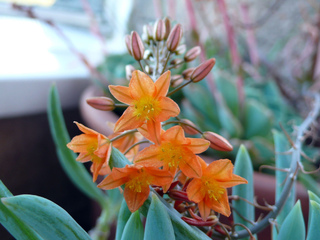 Bulbine frutescens 'Hallmarck'