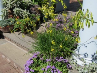 Bulbine en pot dans un escalier fleuri