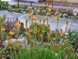 Bulbine frutescens orange et jaune (arrière-plan)