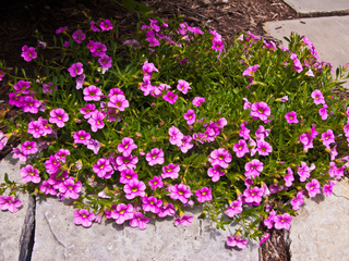 Calibrachoa en bordure de passage dallé