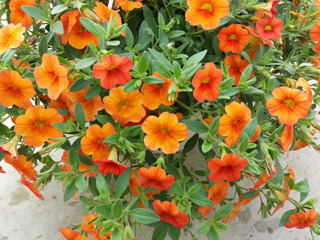 Calibrachoa Mini Famous® orange