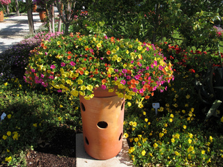 Calibrachoa en grande potée