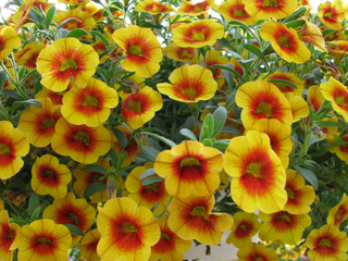 Calibrachoa SuperBells® Apricot Punch