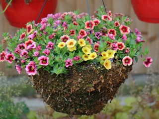 Calibrachoa en suspension