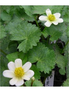 Caltha palustris alba Serge Gosselin