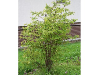 Camérisier, baie de mai, Lonicera caerulea