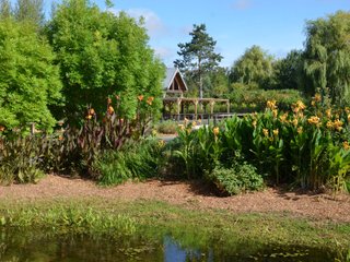 Cannas en haie en bordure d'un bassin