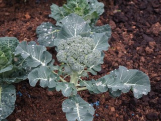 Chou brocoli