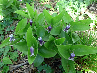 Clematis fremontii