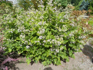 Clematis heracleifolia var. davidiana