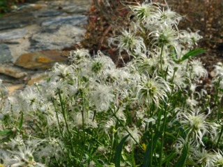 Clematis hexapetala : fruits plumeux