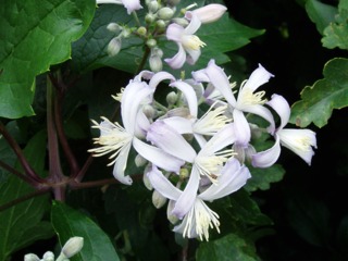 Clématite herbacée Clematis x jouiniana 'Praecox'