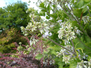 Clématite herbacée (Clematis heracleifolia)