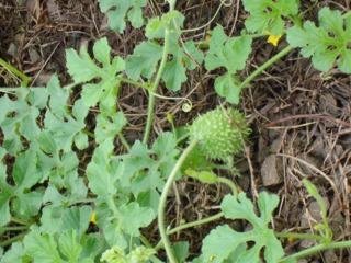 Concombre des Antilles, Cucumis anguria