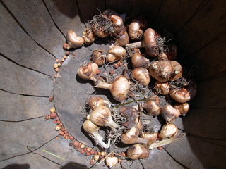 Cormes de glaieul d'Abyssinie (Acidanthera)