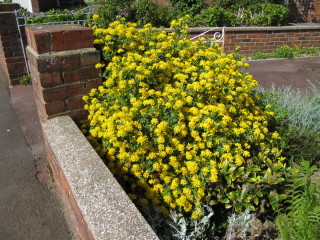 Coronilla glauca