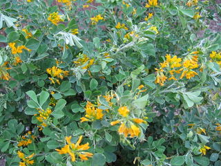 Coronilla valentina glauca