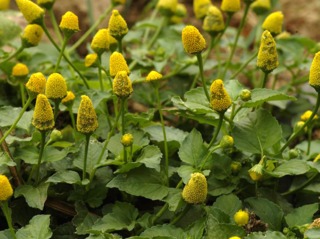 Cresson de Para, Spilanthes oleraceae