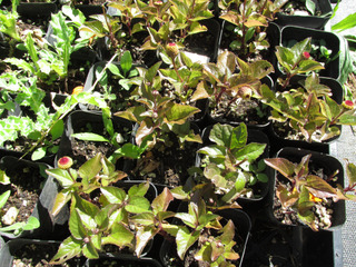 Cresson de Para : jeunes plants en godets