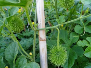 Concombre des Antilles, Cucumis anguria