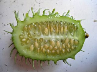 Concombre des Antilles coupé