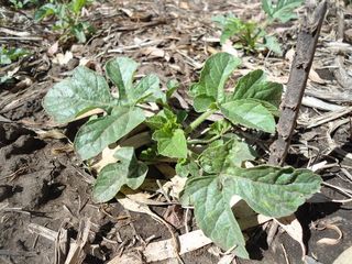 Jeune plant de Cucumis anguria
