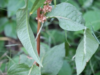 Epinard perpétuel, Rumex patientia