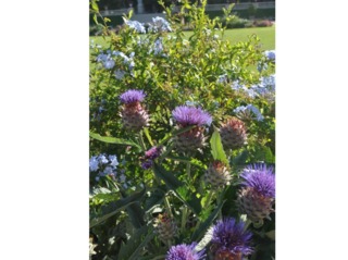Cardons en fleurs et plumbago